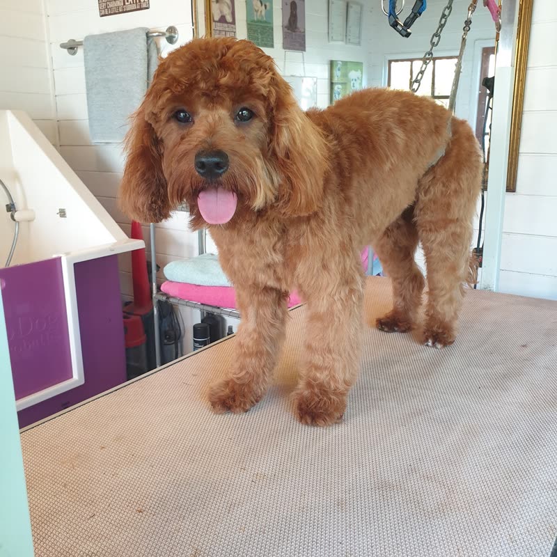 Inside the purple-and-white grooming salon, a cockapoo on the grooming table
