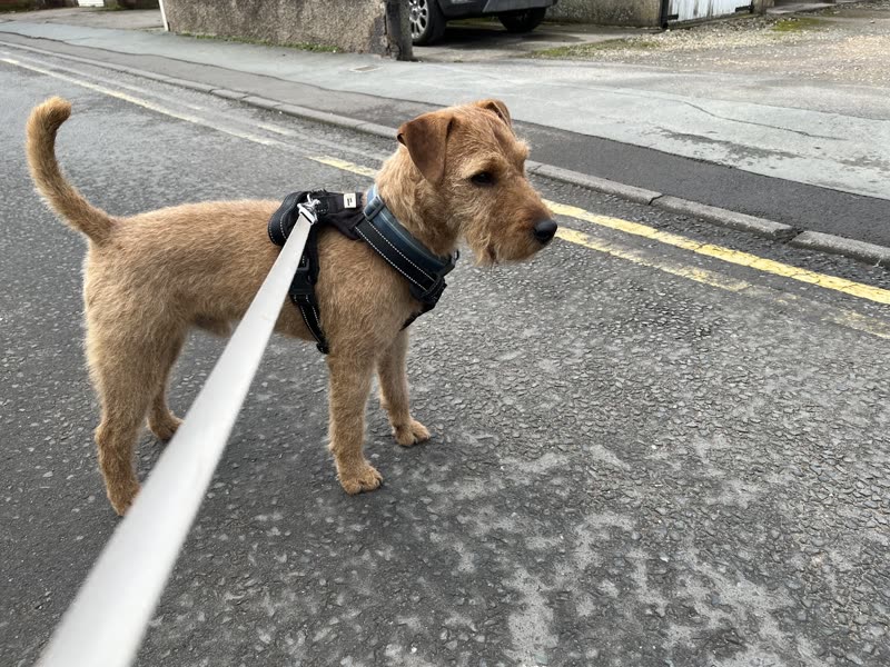 Wire-haired terrier in a harness out on a lead after a groom