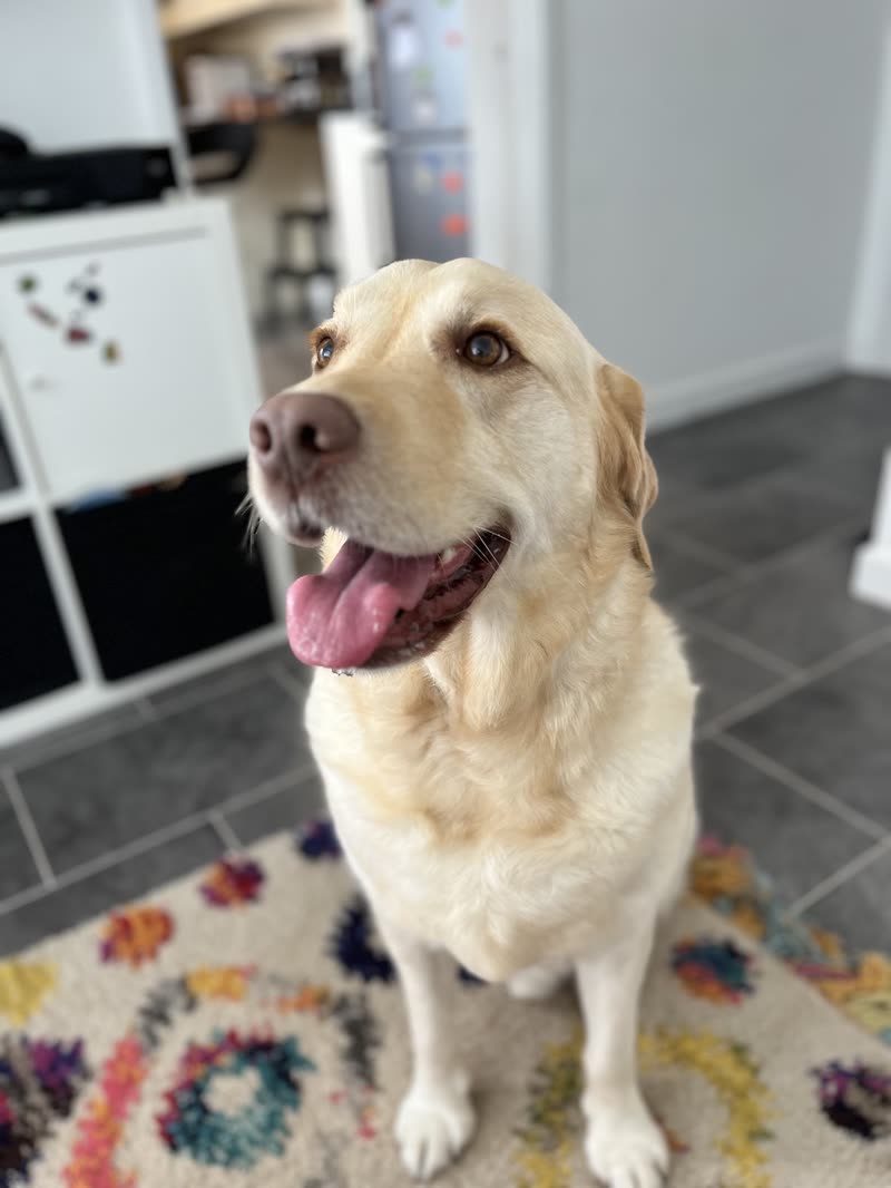 Cream labrador sitting on a rug at home between grooms