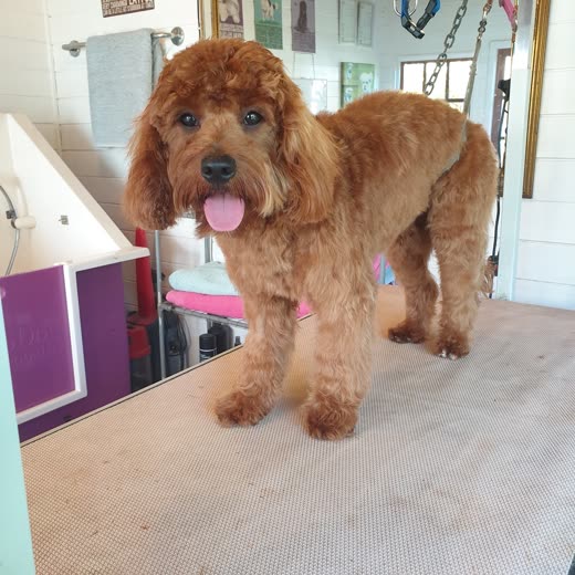 Freshly groomed apricot cockapoo on the grooming table at WetWoofies