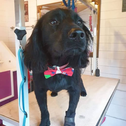 Black cocker spaniel groomed and wearing a Welsh-flag bow tie