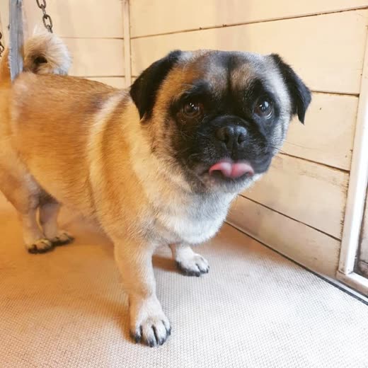 Pug-cross standing on the grooming mat in the salon doorway