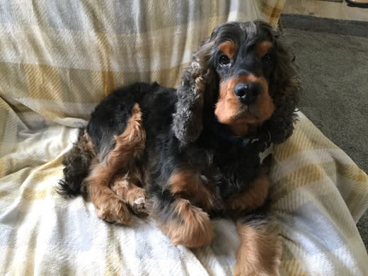 Black-and-tan cocker spaniel with freshly groomed ears