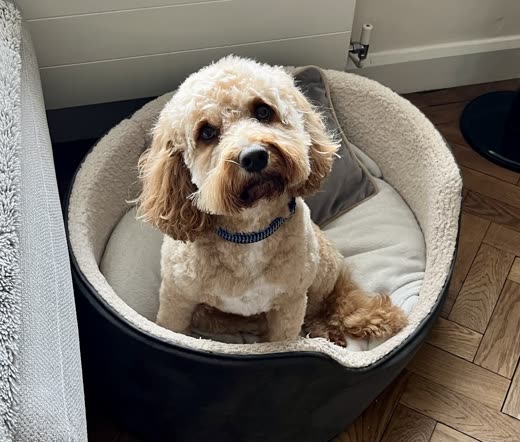 Cockapoo curled in a dog bed, coat neatly trimmed around the face